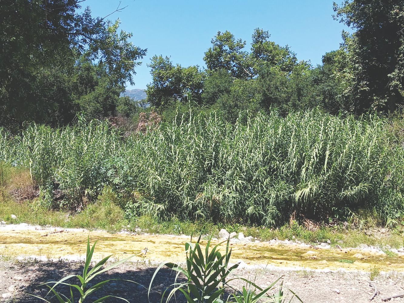 Ojai Valley Land Conservancy gets $2M to slay the giant reed | News