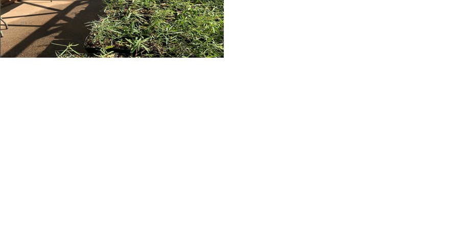 Nordhoff forming Future Farmers of America chapter — Native Plant Sale Fundraiser - Nov. 2 - Vimarsana News