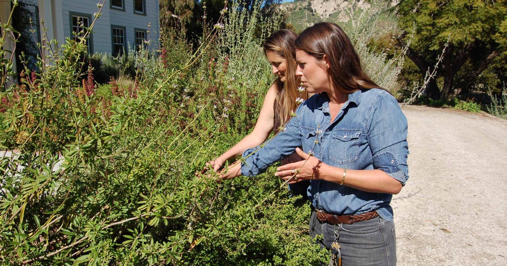 Rewild Ojai Garden Tour to feature 10 gardens on April 27 - Vimarsana News