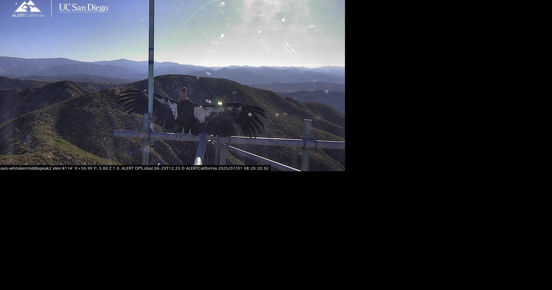 Condor catches some rays Critters ojaivalleynews com