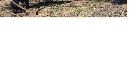 Free chipping of tree trimmings and brush in Upper Ojai June 11 - Vimarsana News