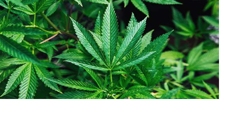 City Council reviewing small engine and cannabis regulations - Vimarsana News