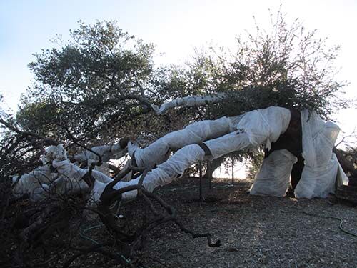 Baba Treesh Saving Baba's Tree: Burned branches sheltered mystic | News ...