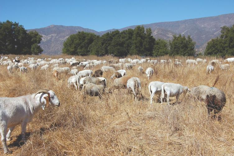 Graziers show how goats take bite out of fire at Goatober Outdoors