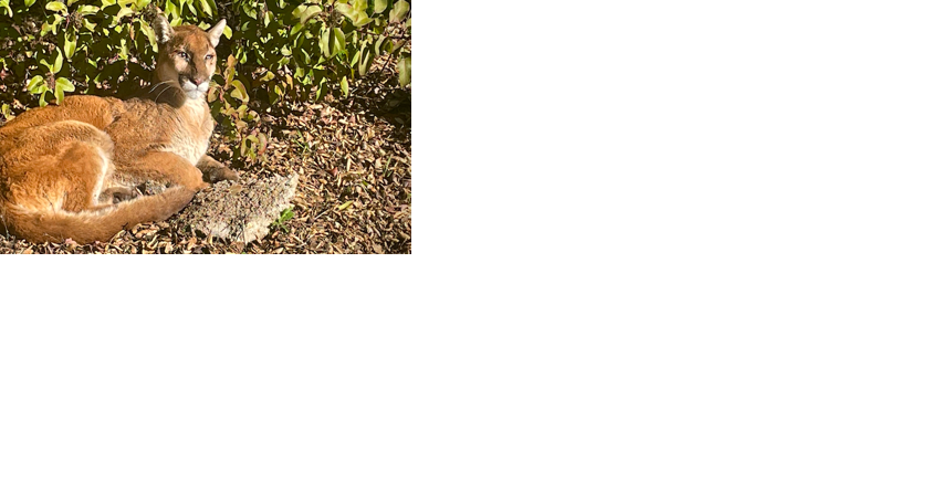 UPDATE: Sick lion that eluded searchers found in Ojai - Vimarsana News