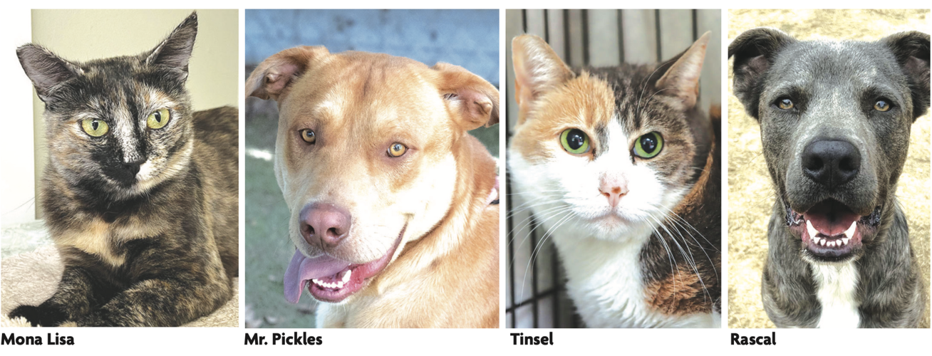 All pet adoptions at Ojai animal shelter free on Friday, Aug. 18 News