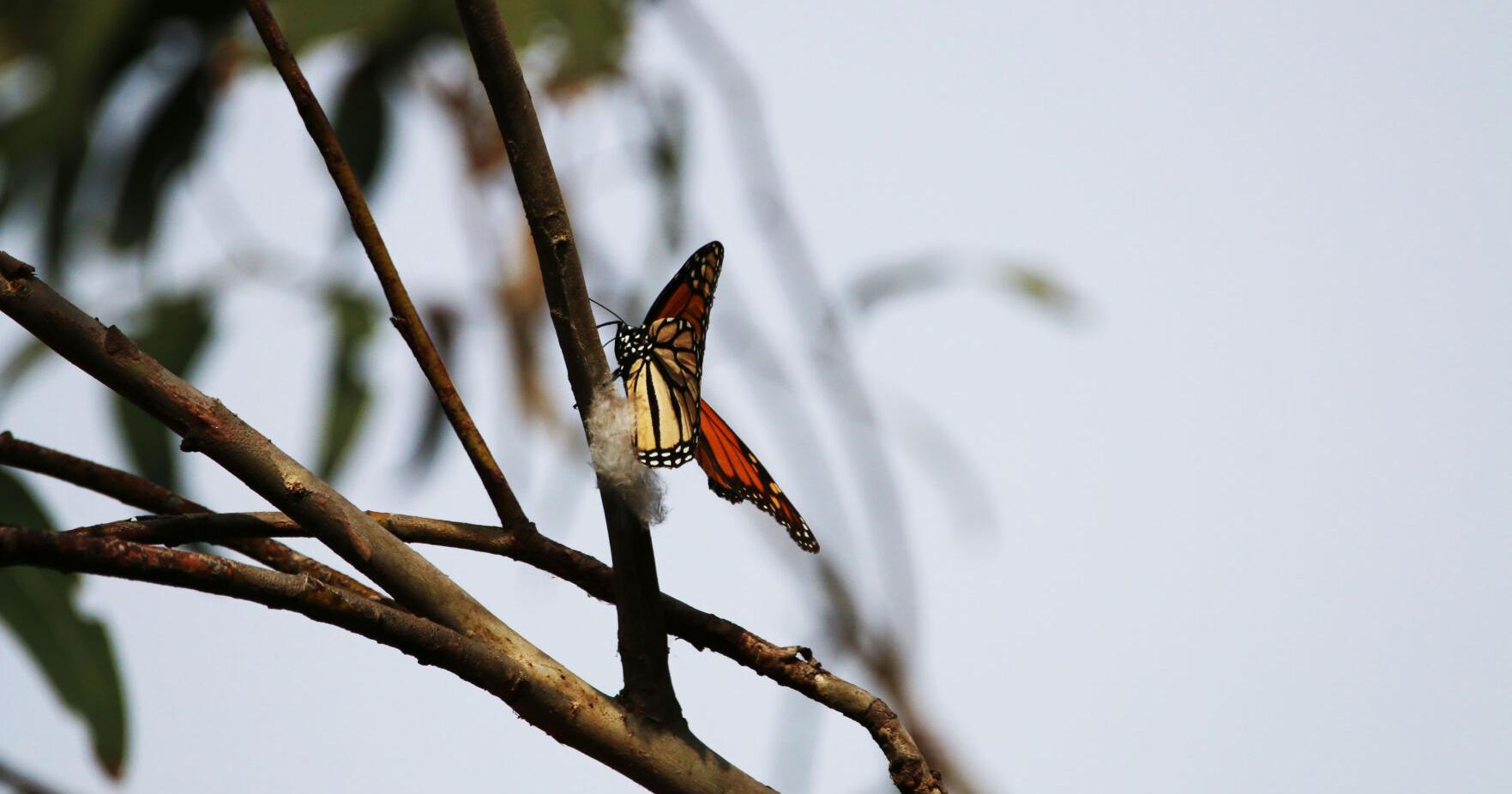 Food, Wine & Beer Festival helps Girl Scouts save Monarch Butterflies - Vimarsana News