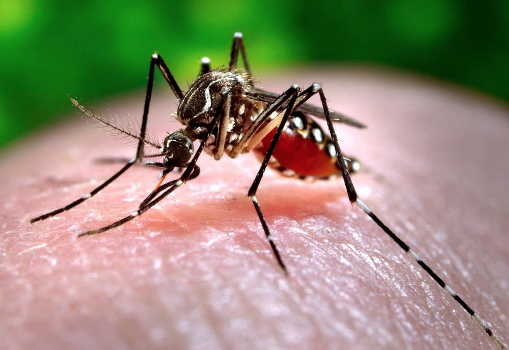 Ankle biter' mosquitoes invade Southern California