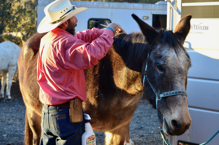 Parade of Breeds event highlights Equine Xscape beauties News