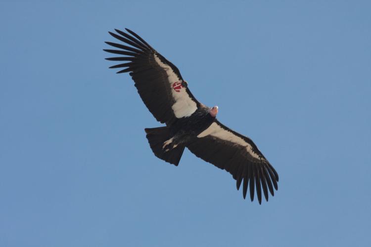 Avian activists aim to help California condors live lead-free lives ...