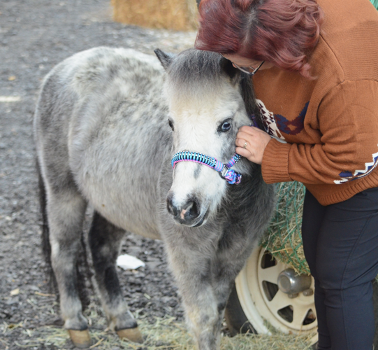 Parade of Breeds event highlights Equine Xscape beauties News