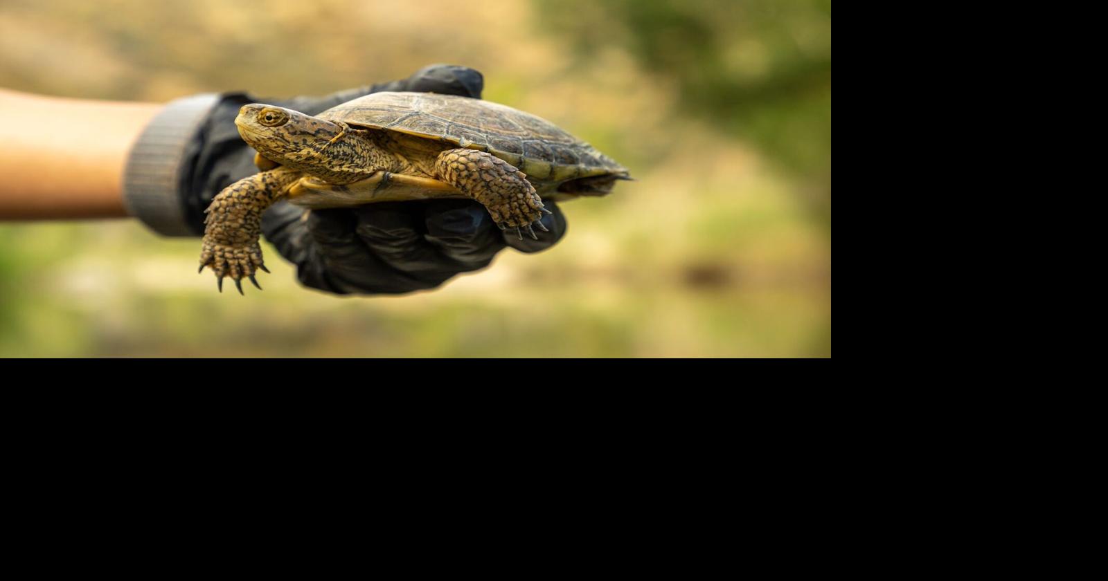Pond Turtle Party highlights plight of ancient Southwestern pond turtle ...