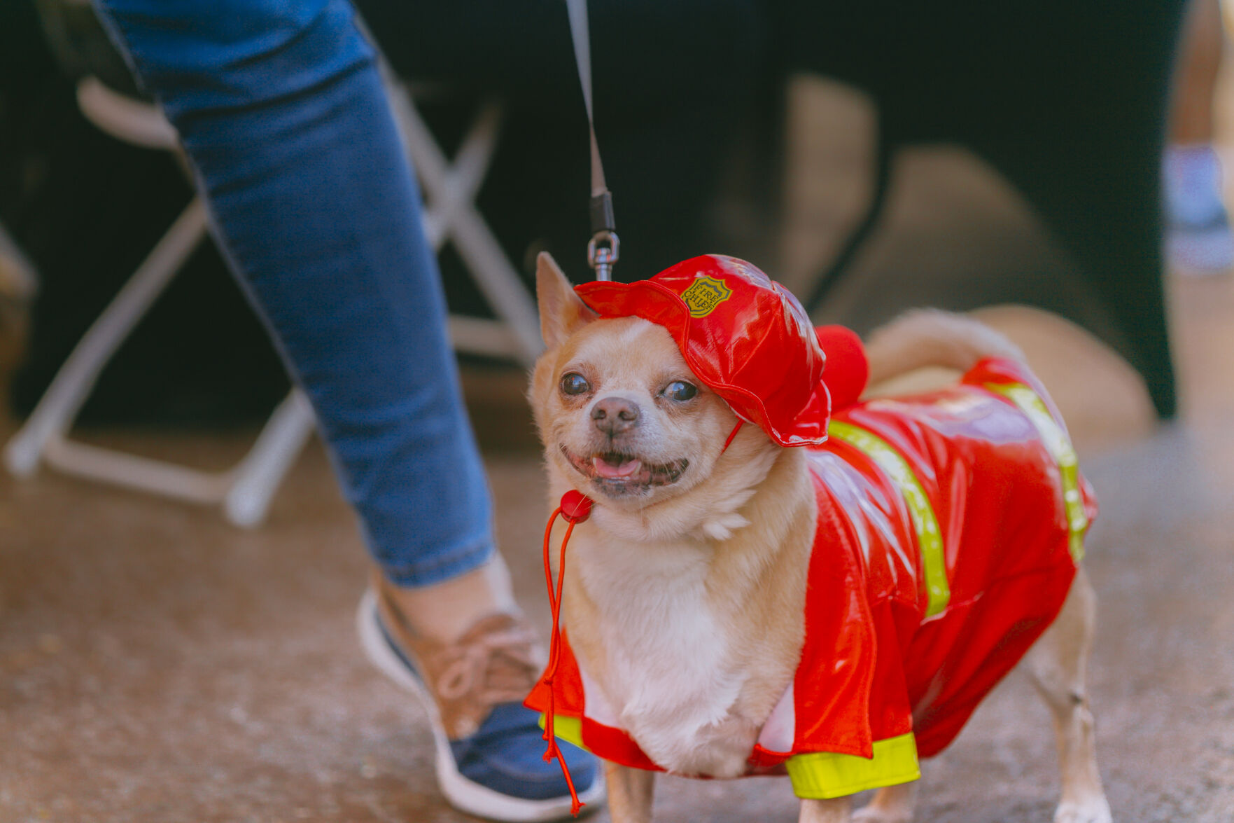 Dress up your dog for HOWL O Ween in Ventura Culture