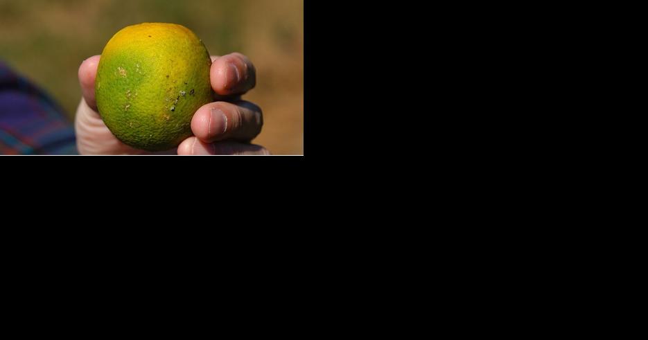 1st confirmed citrus-killing bacteria found in Asian citrus psyllid in V.C. - Vimarsana News