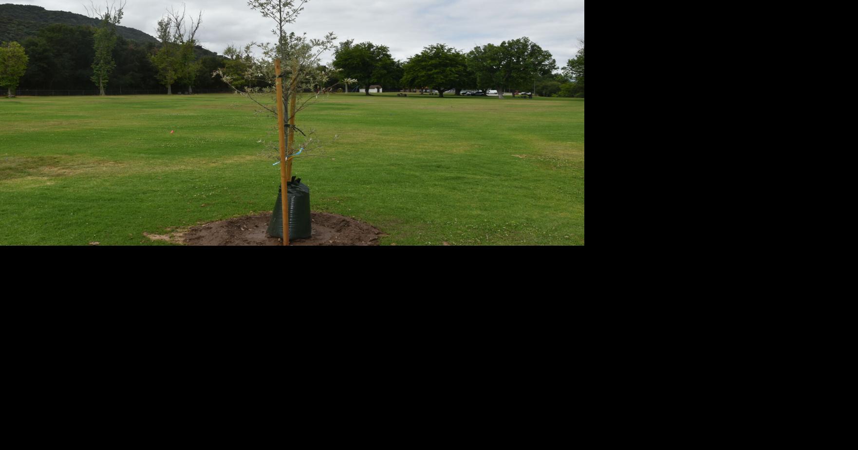 Tree-replacement process continues at county parks | News ...