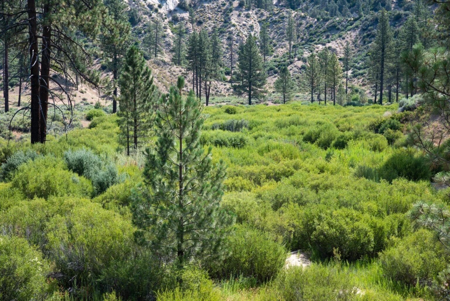 Public comment open until Sept. 19 on National Forest roadless rule rescission