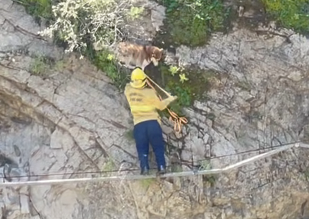Happy ending for two dogs lost in the forest - Vimarsana News