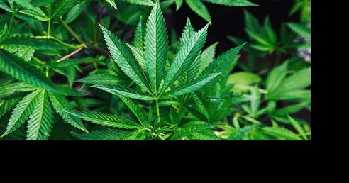 Council to take up cannabis lounges in Ojai - Vimarsana News