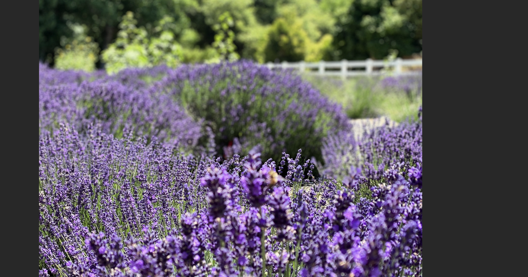 Summer shades of lavender tint the valley - Vimarsana News