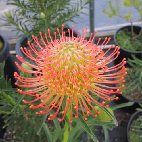 Australian Natives Jo O’Connell and her curated collection of plants