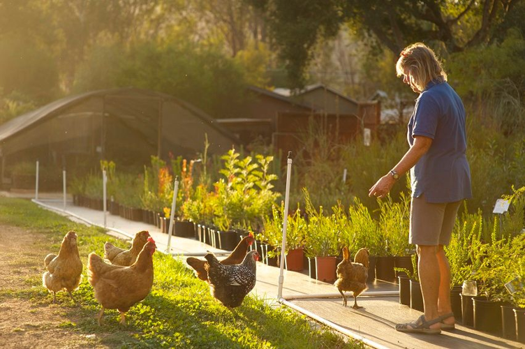 Australian Natives Jo O’Connell and her curated collection of plants