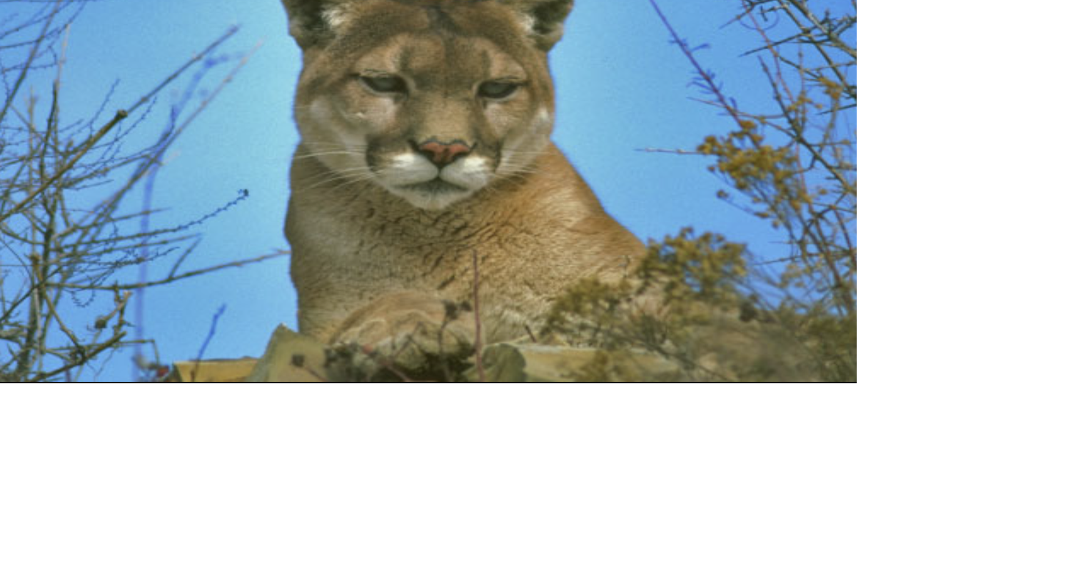 Tips on coexisting with mountain lions in the Ojai Valley Outdoors