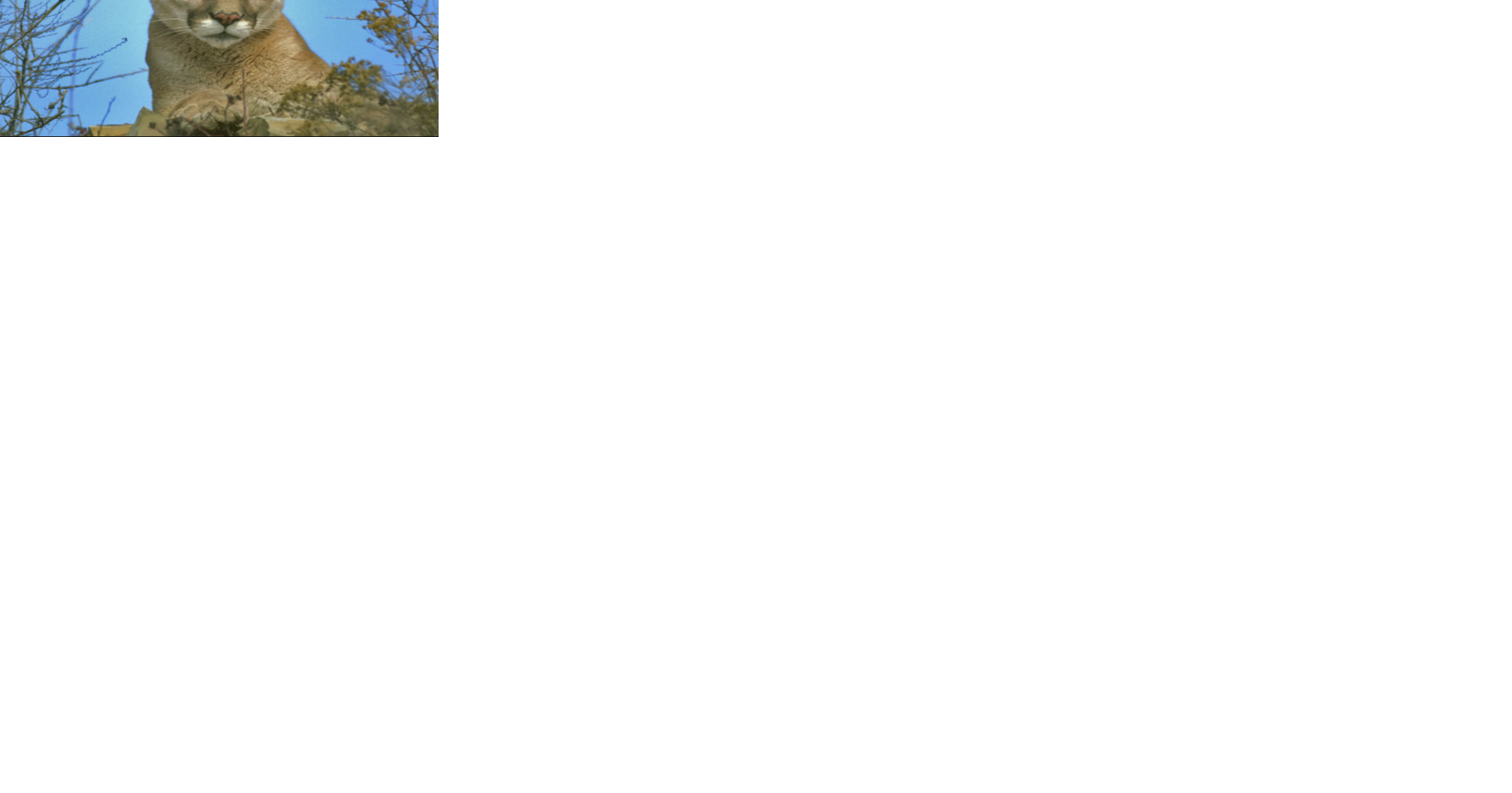 Tips on coexisting with mountain lions in the Ojai Valley - Vimarsana News
