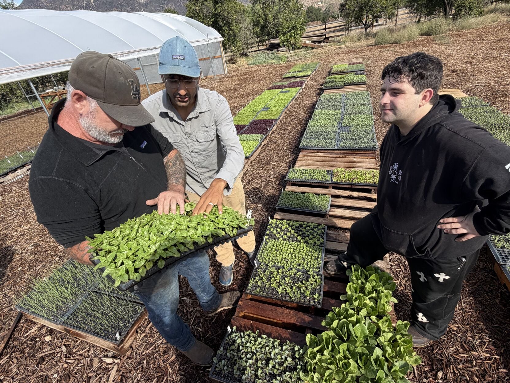Midopoint At Mesa, Midpoint Organic Transplants yields abundant crops and ...