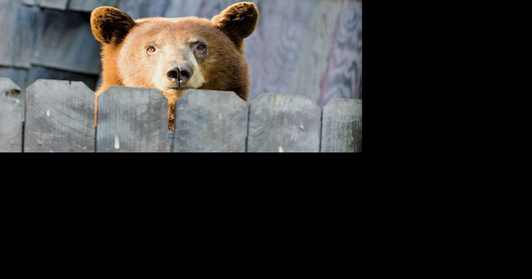 Got bears? Wild Neighbor steps in to help homeowners ward off furry friends