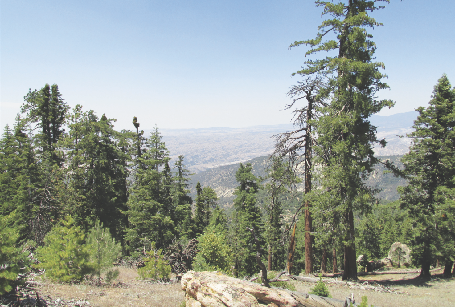 ForestWatch shares concerns about pending Roadless Rule changes