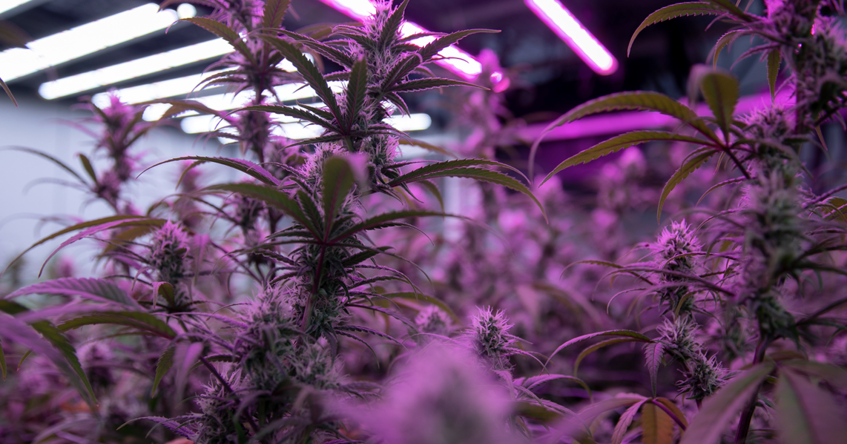 Excessive taxes, local control allows California illicit cannabis market to thrive - Vimarsana News