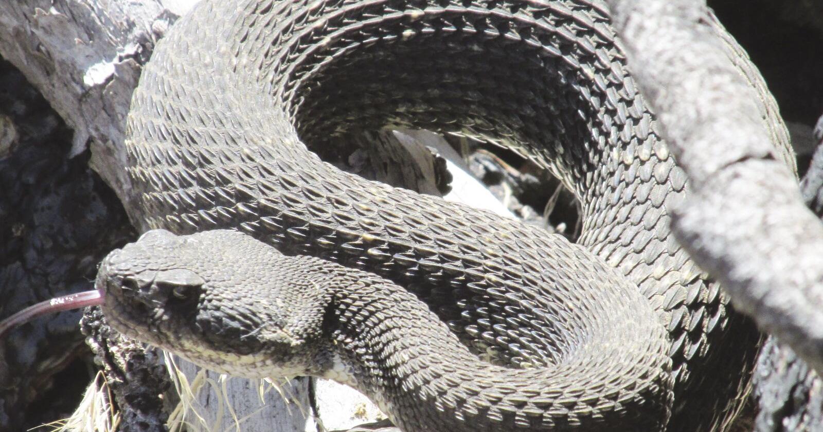 Ojai hospital's anti-venom to the rescue after snake bite | News - Vimarsana News