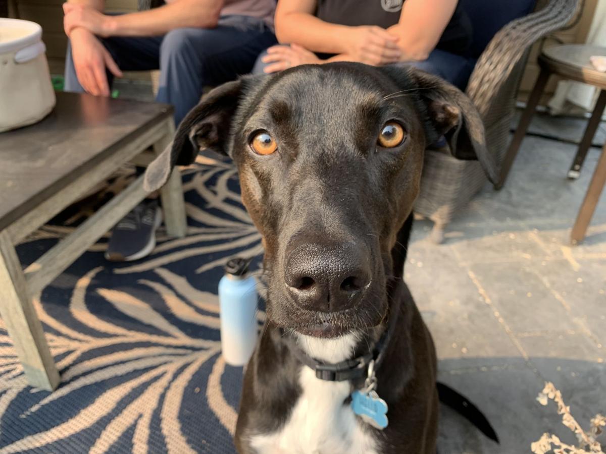 Dog for 11/18/20