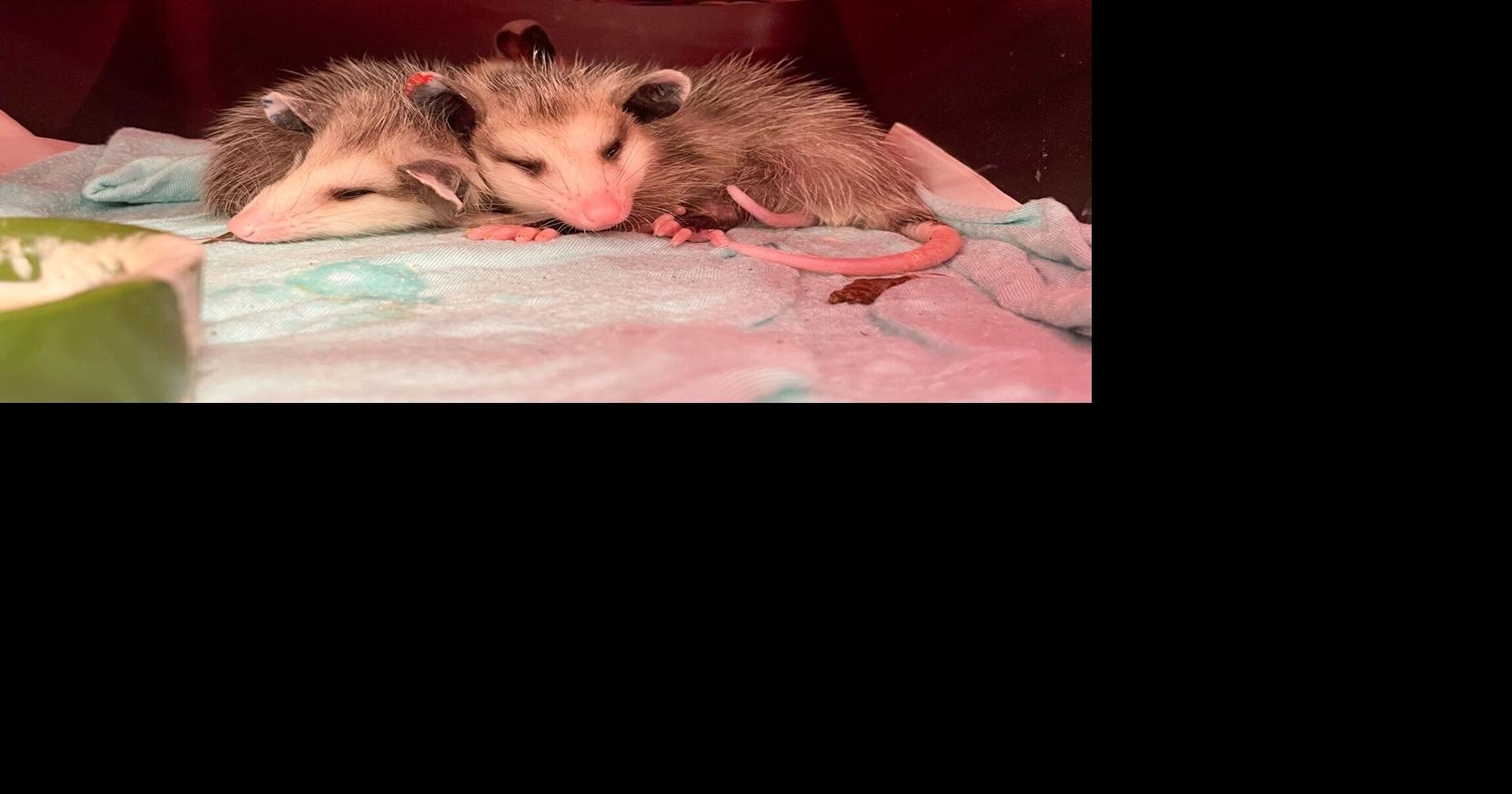 Nebraska Wildlife Rehab in urgent need of pet food, towels, sheets: Short Takes