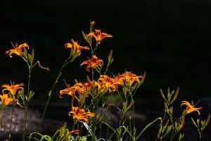 060926-owh-new-marjgardencol-cm-02