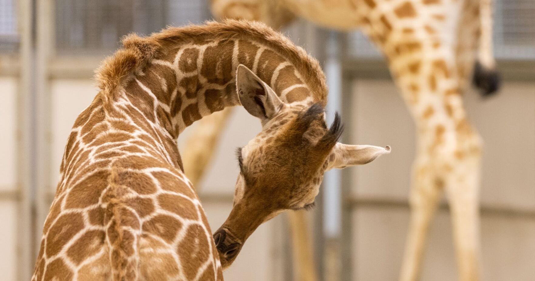 Omaha zoo will celebrate World Giraffe Day Wednesday - Vimarsana News