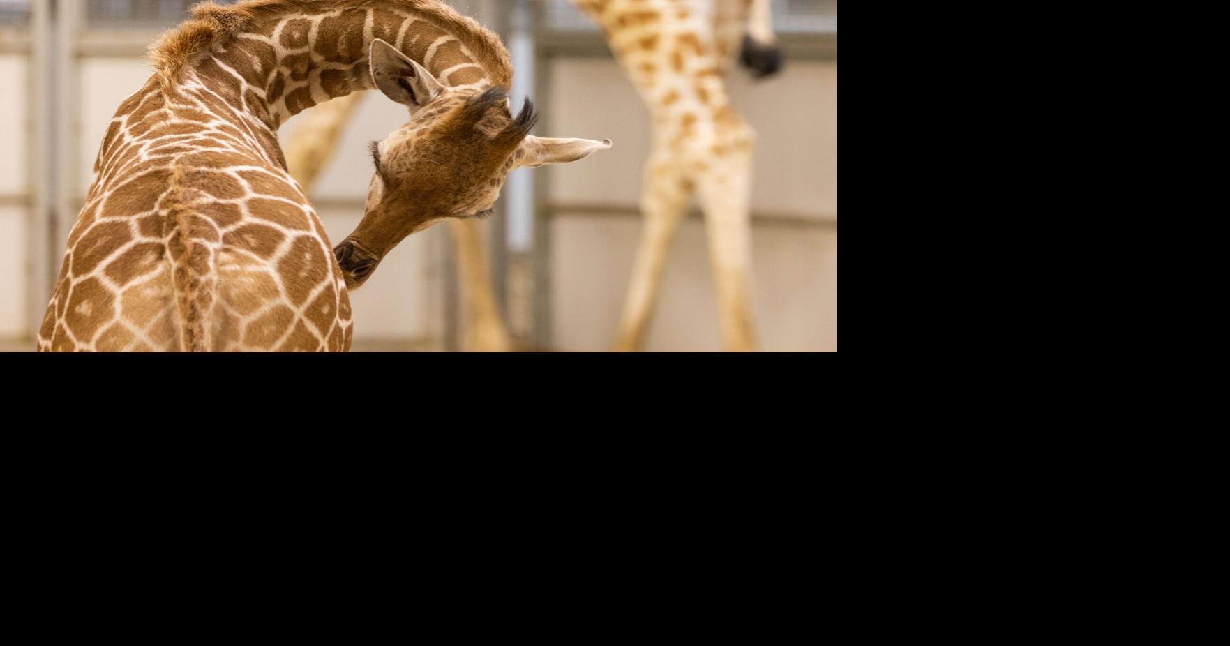 Omaha zoo will celebrate World Giraffe Day Wednesday