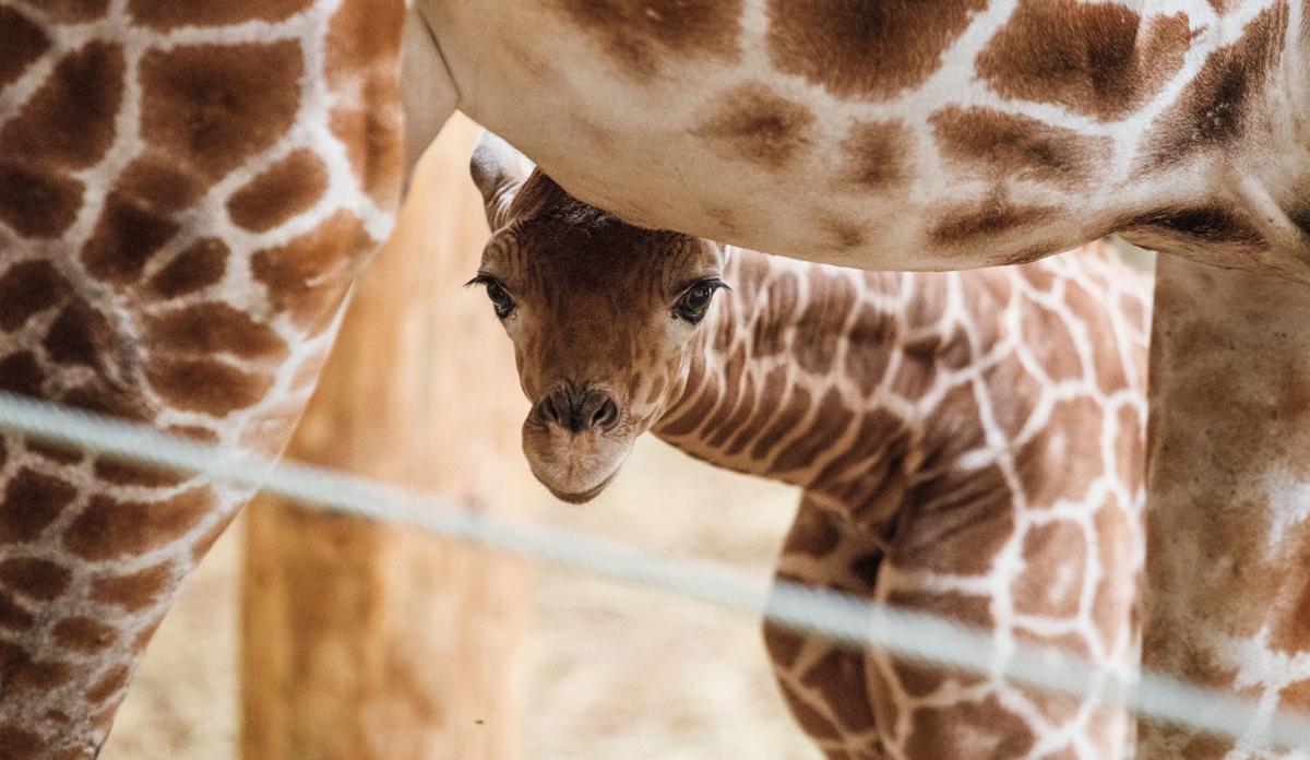 Omaha zoo names giraffe after an 8-year-old girl who died days after