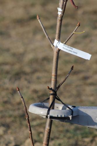Gretna Arbor Society Tree Planting