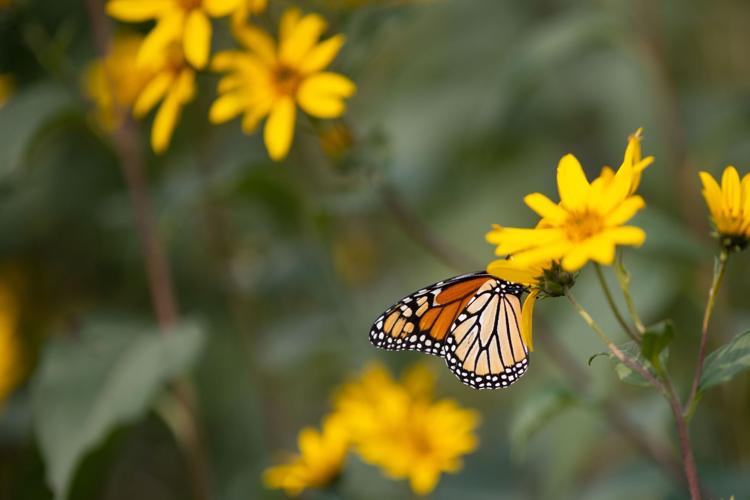 Study gauges insecticide effects on monarch butterflies • News
