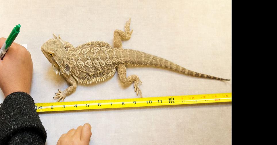 full grown bearded dragon next to a ruler