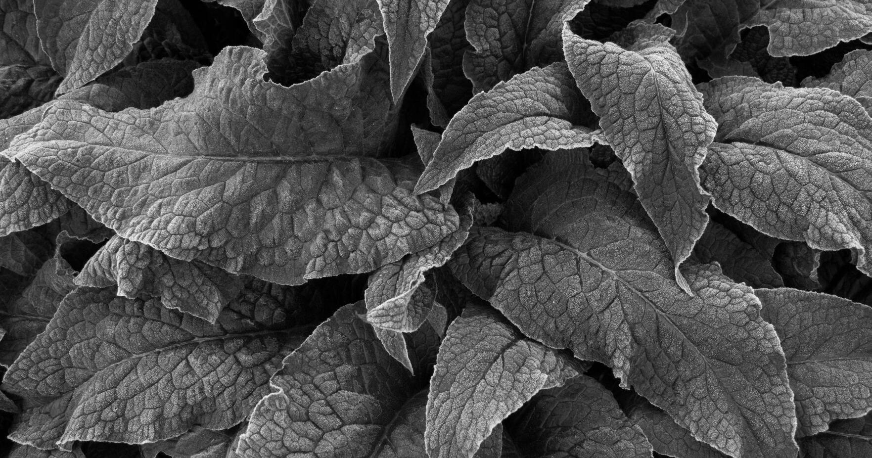 In the Garden: Make your own natural fertilizer from comfrey leaves - Vimarsana News