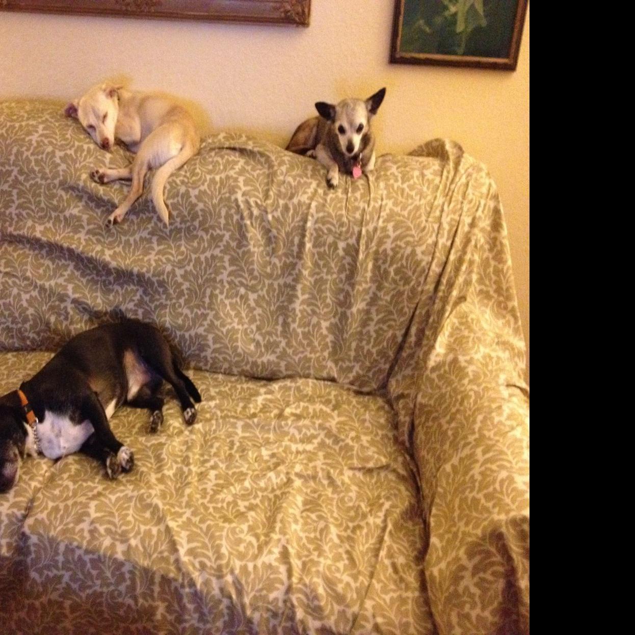 Dog Gone Problems 7 Tips To Stop Dogs From Marking In The House