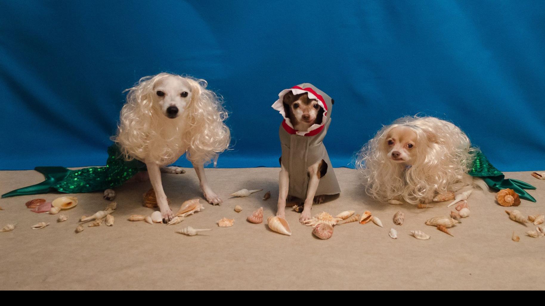 Decorated Canine Trio Goes With Under The Sea Theme For Halloween 2016 Local News Omaha Com