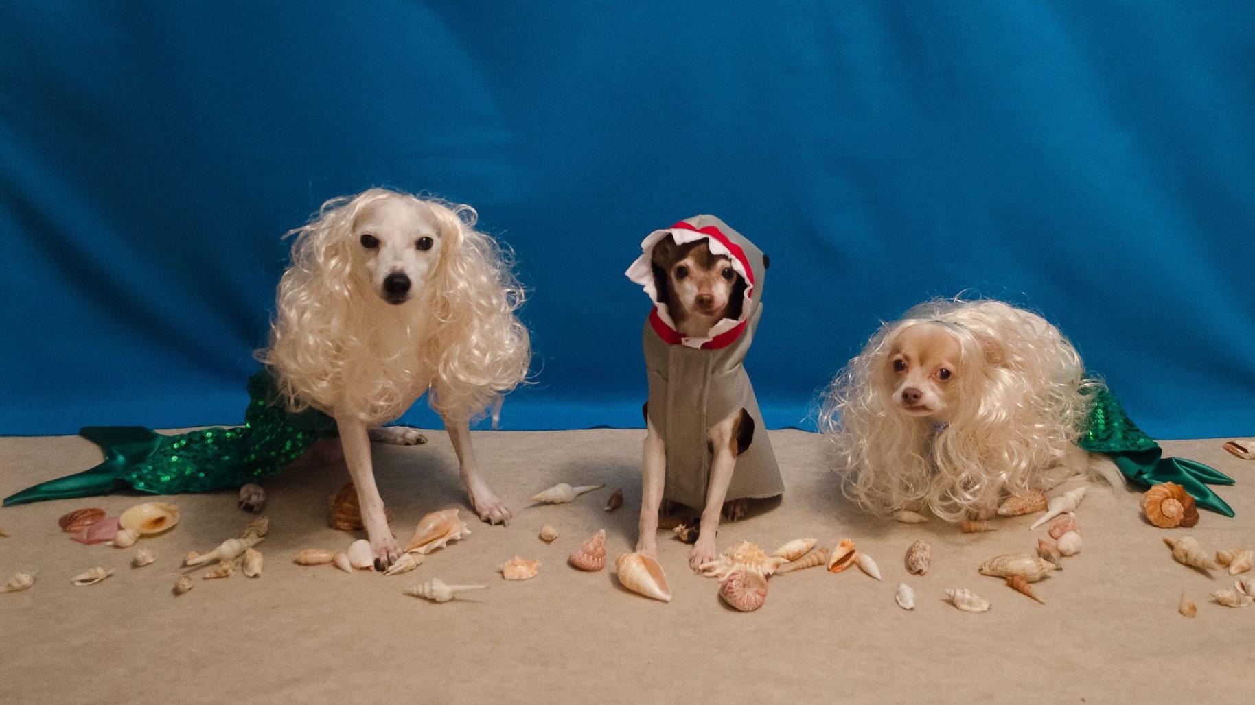 Decorated Canine Trio Goes With Under The Sea Theme For Halloween 2016 Local News Omaha Com