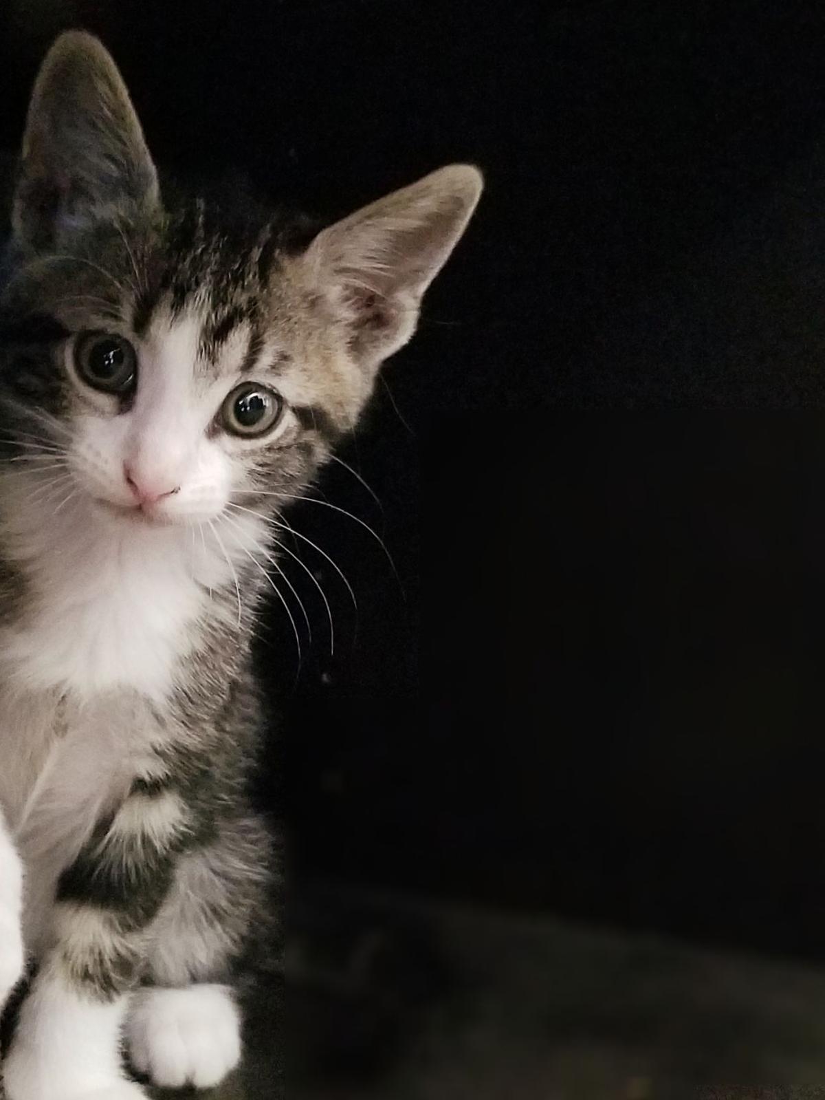 At Omaha Cat Cafe You Could Drink Coffee And Cuddle Felines Who