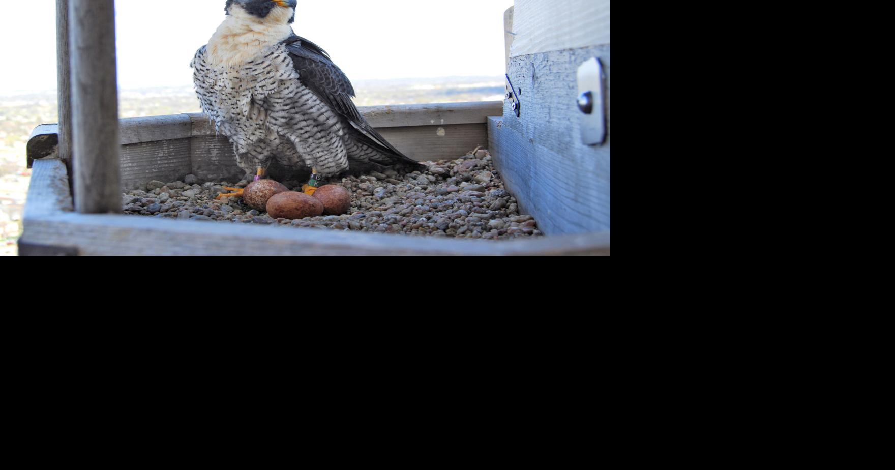Pair of peregrine falcons MIA at Nebraska State Capitol Building