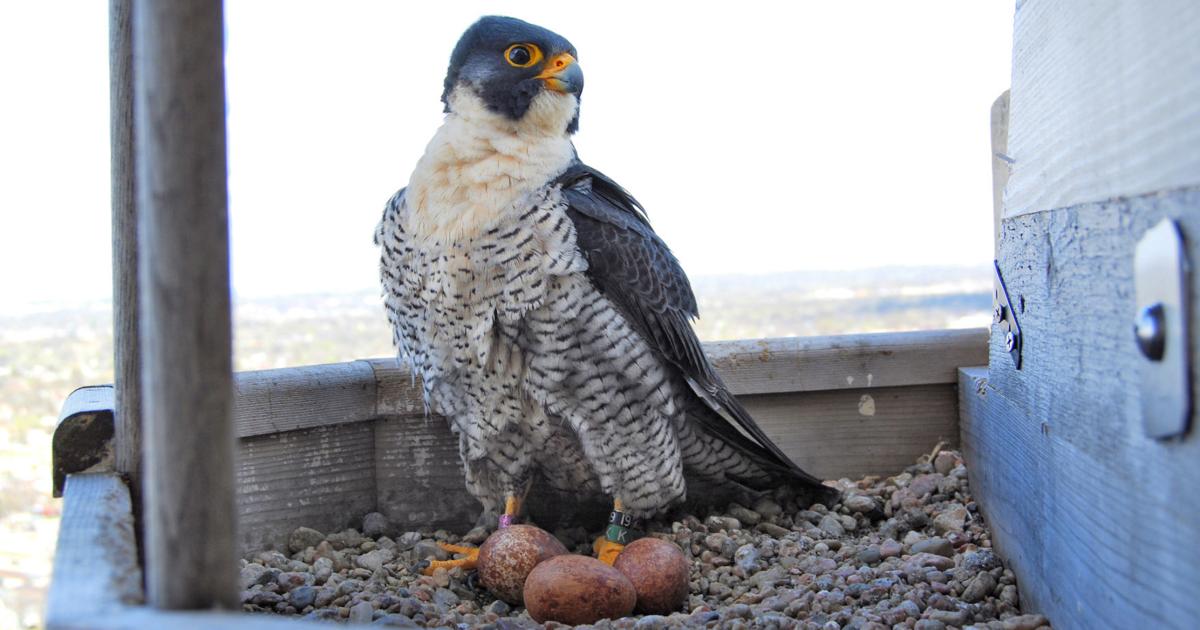 Falcons In Nebraska Pair of peregrine falcons MIA at Nebraska State Capitol Building