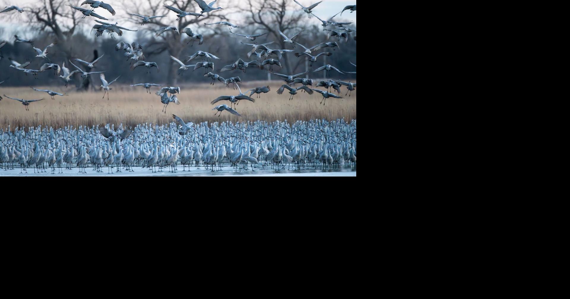 Thousands of cranes overwinter in central Nebraska: 'Past few years have ...