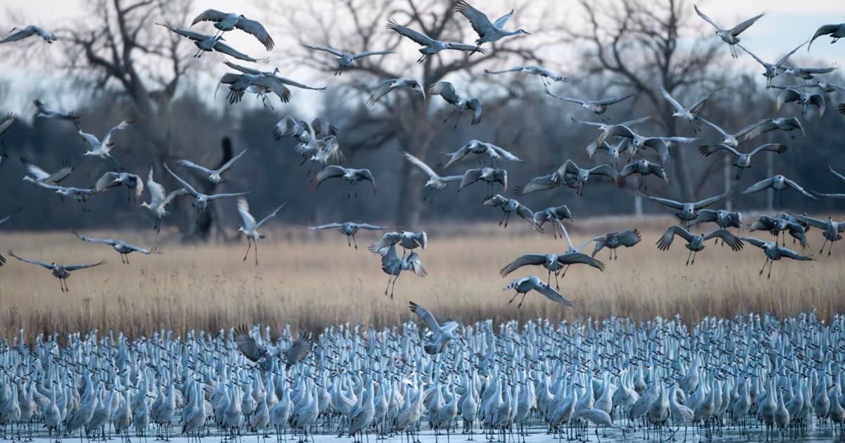 Thousands of cranes overwinter in central Nebraska: 'Past few years have ...